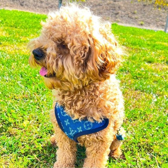 Stylish LV Doggie Harness Set - Picture 3 of 10